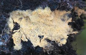 Attēlu rezultāti vaicājumam “Leucogyrophana sororia”