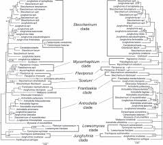 Attēlu rezultāti vaicājumam “Junghuhnia pseudozilingiana”