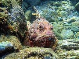 Image result for Scorpaena scrofa