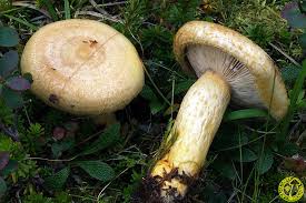 Attēlu rezultāti vaicājumam “Lactarius repraesentaneus”