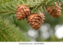 Attēlu rezultāti vaicājumam “Pseudotsuga menziesii fruit”