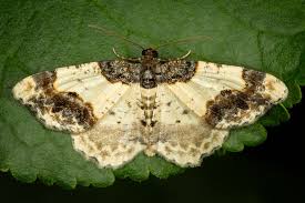 Attēlu rezultāti vaicājumam “Ligdia adustata”