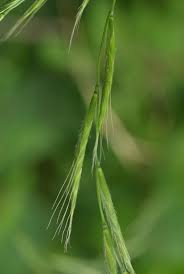 Attēlu rezultāti vaicājumam “Brachypodium sylvaticum leaf”