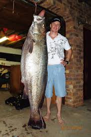 Image result for Argyrosomus japonicus