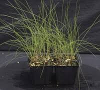 Attēlu rezultāti vaicājumam “Festuca rubra subsp. rubra”