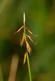 Attēlu rezultāti vaicājumam “Carex pulicaris”
