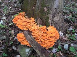 Attēlu rezultāti vaicājumam “Laetiporus sulphureus”