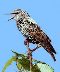 Attēlu rezultāti vaicājumam “Sturnus vulgaris”