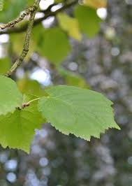 Attēlu rezultāti vaicājumam “Corylus colurna”