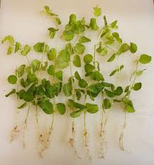 Image result for Lysimachia nummularia