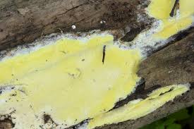 Attēlu rezultāti vaicājumam “Antrodia xantha”