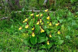 Attēlu rezultāti vaicājumam “Cypripedium calceolus”