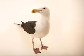 Attēlu rezultāti vaicājumam “Larus marinus”