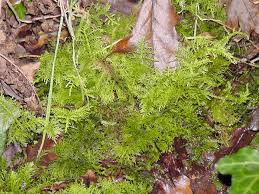 Attēlu rezultāti vaicājumam “Thuidium assimile”