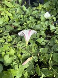 Attēlu rezultāti vaicājumam “Calystegia inflata leaf”