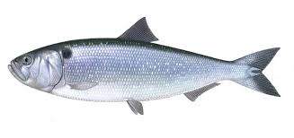 Image result for Alosa alosa