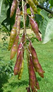 Attēlu rezultāti vaicājumam “Laburnum alpinum fruit”