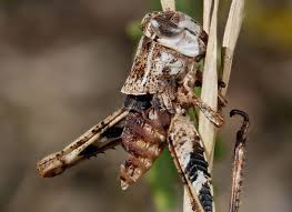 Attēlu rezultāti vaicājumam “Entomophaga grylli”