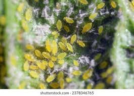 Attēlu rezultāti vaicājumam “Sacchiphantes abietis exuvia”