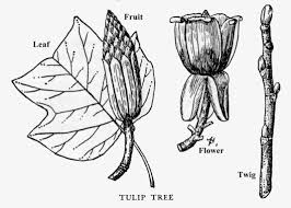 Attēlu rezultāti vaicājumam “Liriodendron tulipifera bud”