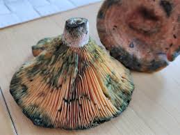 Attēlu rezultāti vaicājumam “Lactarius deliciosus”