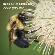 Attēlu rezultāti vaicājumam “Bombus”