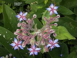 Attēlu rezultāti vaicājumam “Boraginaceae”