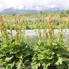 Attēlu rezultāti vaicājumam “Rheum rhabarbarum flower”