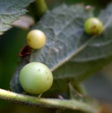 Attēlu rezultāti vaicājumam “Diplolepis eglanteriae”