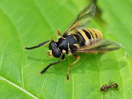 Attēlu rezultāti vaicājumam “Temnostoma vespiforme”