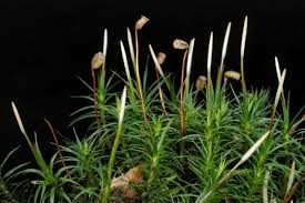 Attēlu rezultāti vaicājumam “Polytrichum formosum”