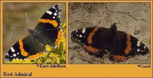 Attēlu rezultāti vaicājumam “Vanessa atalanta upperside”