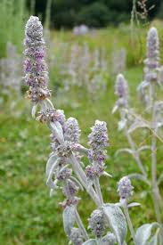 Attēlu rezultāti vaicājumam “Stachys”