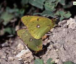 Attēlu rezultāti vaicājumam “Colias croceus underside”