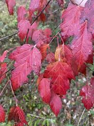Attēlu rezultāti vaicājumam “Acer tataricum subsp. ginnala bud”