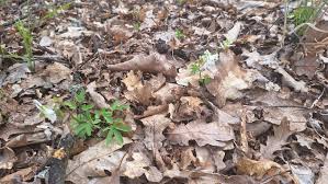 Attēlu rezultāti vaicājumam “Corydalis cava leaf”