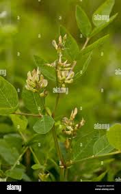 Attēlu rezultāti vaicājumam “Astragalus glycyphyllos flower”