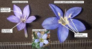 Attēlu rezultāti vaicājumam “Polemoniaceae”