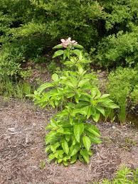 Attēlu rezultāti vaicājumam “Brachonyx pineti”