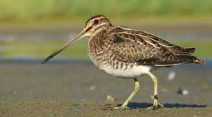 Attēlu rezultāti vaicājumam “Gallinago gallinago eggs”