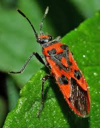 Attēlu rezultāti vaicājumam “Corizus hyoscyami”