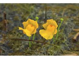 Image result for Utricularia