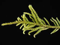 Attēlu rezultāti vaicājumam “Antitrichia curtipendula macro”