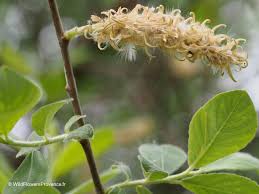Attēlu rezultāti vaicājumam “Salix caprea leaf”