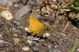 Attēlu rezultāti vaicājumam “Ochlodes sylvanus underside”