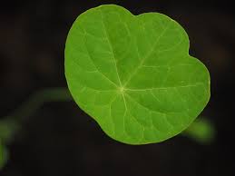 Attēlu rezultāti vaicājumam “Tropaeolum majus leaf”