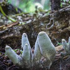 Attēlu rezultāti vaicājumam “Xylaria”