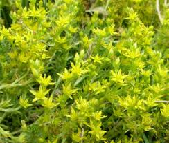 Attēlu rezultāti vaicājumam “Sedum sexangulare flower”