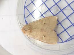 Attēlu rezultāti vaicājumam “Enargia paleacea”