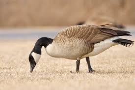 Attēlu rezultāti vaicājumam “Branta canadensis”